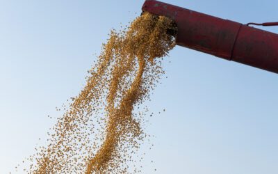 Avoid These Common Mistakes When Designing A Grain Handling System